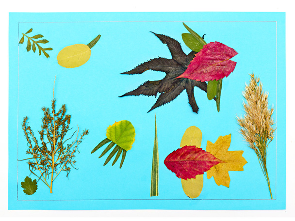 Children's application from autumn leaves - Φωτογραφία, εικόνα