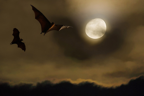 Sylwetki nietoperzy z full moon - święto Halloween - Zdjęcie, obraz
