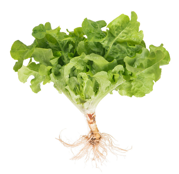 Green lettuce - Foto, Bild