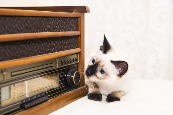 Il gattino si prende cura della radio con curiosità e interesse
 - Foto, immagini