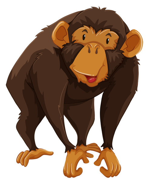 猿 - ベクター画像