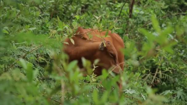 Азіатський рідного великої рогатої худоби
 - Кадри, відео