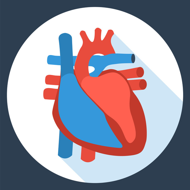 Icono de diseño plano de la anatomía del corazón humano
.  - Vector, Imagen