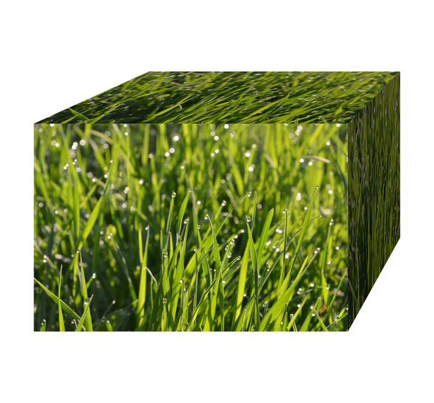 трава с росой в утреннем лесу
  - Фото, изображение