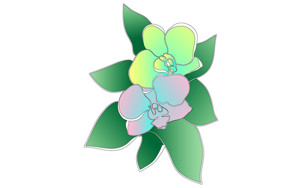 Orchidée
 - Vecteur, image