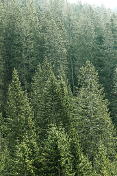 Green coniferous forest with old spruce, fir and pine trees - Photo, image