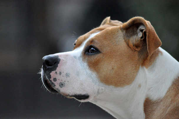 American staffordshire terrier
 - Foto, imagen
