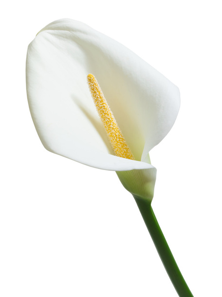 bela flor de calla branco
 - Foto, Imagem