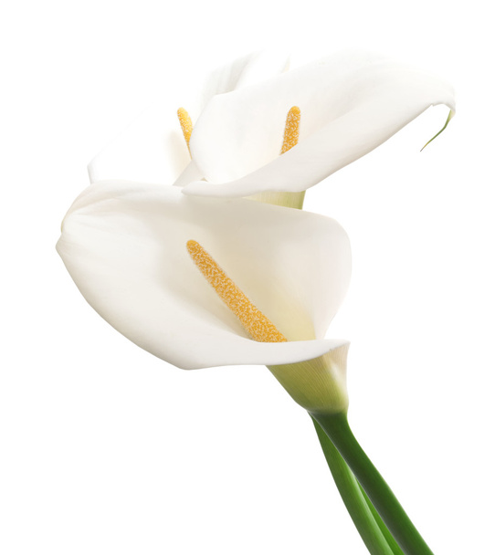 lindas flores brancas calla
 - Foto, Imagem