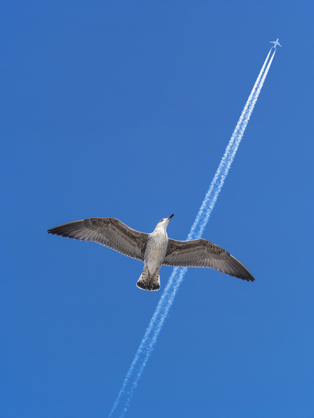 Pássaro gaivota sonha em se tornar um avião
 - Foto, Imagem