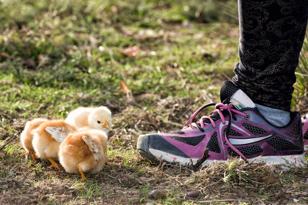 polluelos en una granja con zapato de chica
 - Foto, Imagen