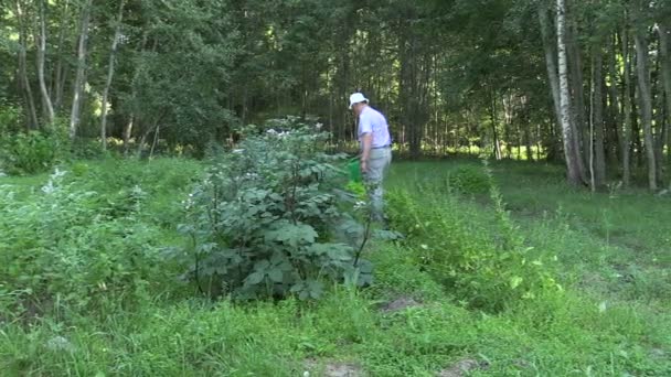 Hombre agricultor mayor con regadera regar plantas maduras de papa
 - Imágenes, Vídeo