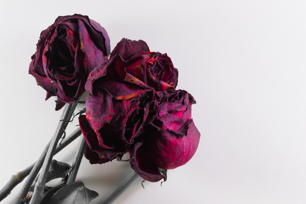 Quattro rose morenti su bianco con copyspace
 - Foto, immagini
