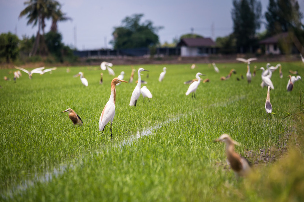 Javan Pond Heron en riziculture naturelle
 - Photo, image