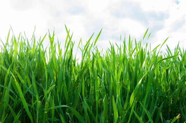 Зеленые ростки пшеницы в поле - Фото, изображение