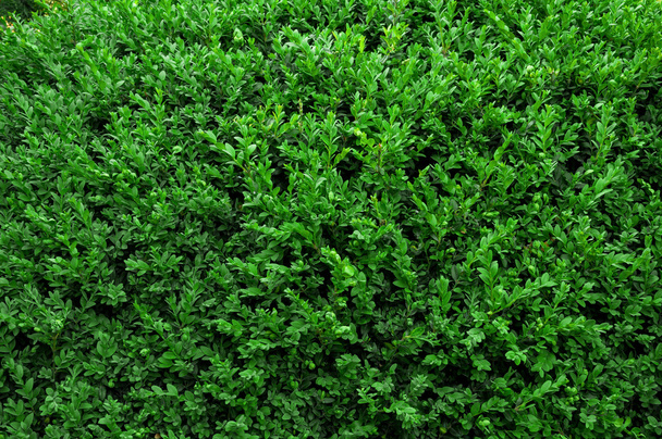 Аннотация Nature Background of a Garden Hedge
 - Фото, изображение