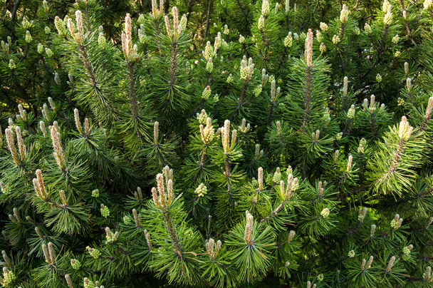 Young cones of spruce. Nature composition - Photo, Image