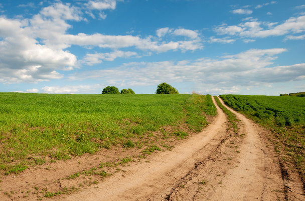 Road in the field. Summer Landscape - Photo, Image