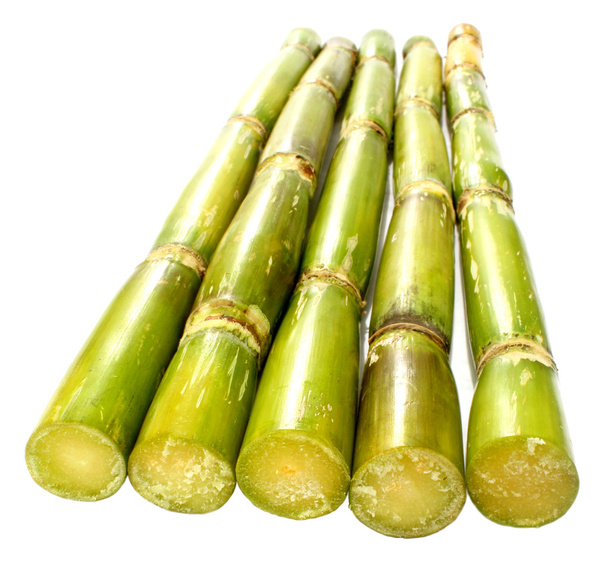 Canna da zucchero verde fresca
 - Foto, immagini