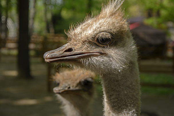 Birkaç deve kuşu - Fotoğraf, Görsel