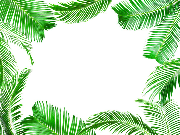 Frame of green palm leaves - Foto, Imagen