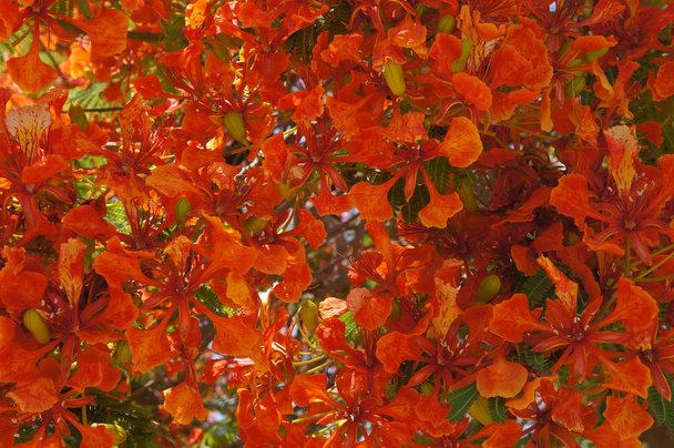 Delonix regia floraison
 - Photo, image