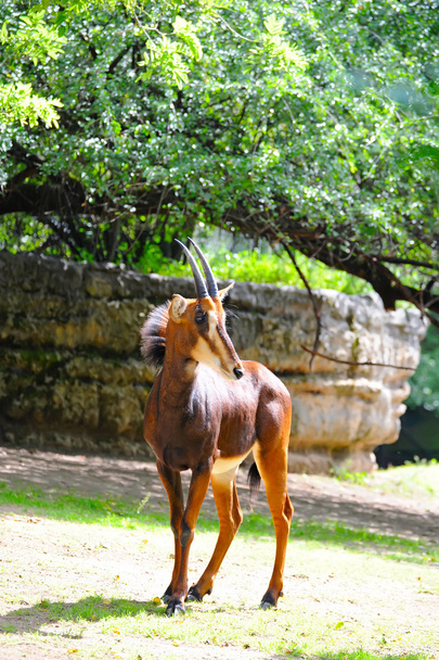 Antilopa Vraná - Fotografie, Obrázek