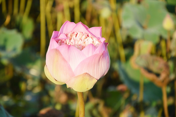 rosa Lotus im Pool - Foto, Bild