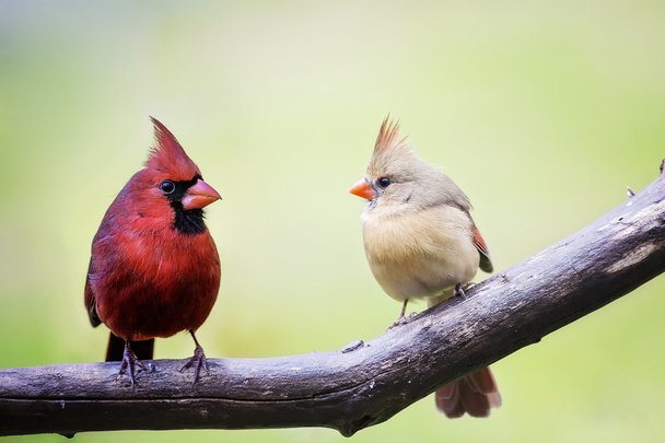 Кардинальные влюбленные птицы мужского и женского пола
 - Фото, изображение
