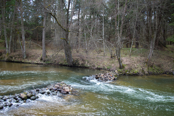Rivière forestière en automne - Photo, image