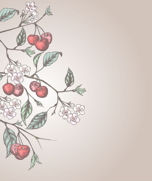 Vintage cherry background - Vettoriali, immagini