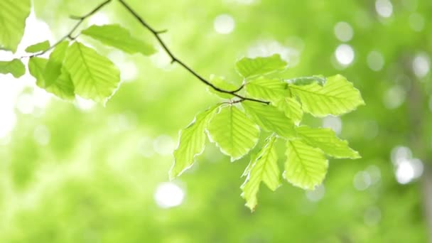Světle zelené listy přirozené pozadí. - Záběry, video