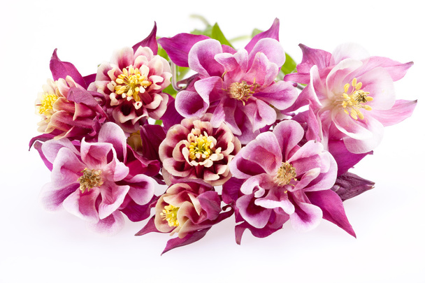flores florecientes ramo de Aquilegia vulgaris
 - Foto, imagen