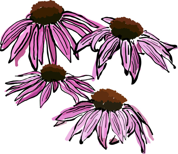 Sketchy Echinacea flowers - Vector, Image