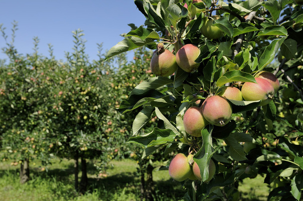 Apples on tree, baden - Photo, Image