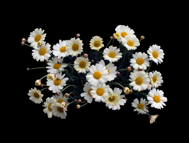 Sárga Oxe-eye daisy májusi virágok - Fotó, kép