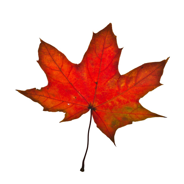 Autumn maple leaf - Photo, Image