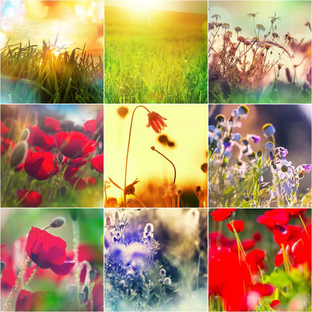 lente bloemen collage - Foto, afbeelding