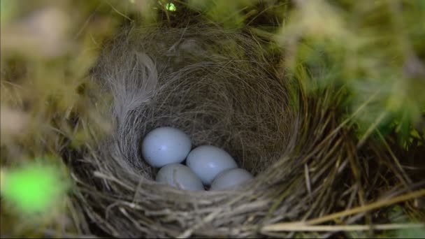 ptáci hnízdo s vejci. - Záběry, video