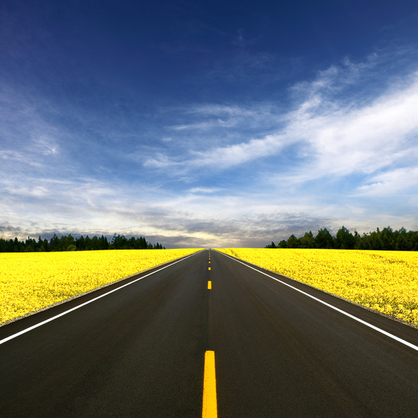 Road travelling through a Canola Field - Photo, Image