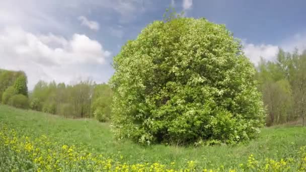 blühender Vogelkirschbaum und Wolken in Bewegung. Zeitraffer 4k - Filmmaterial, Video