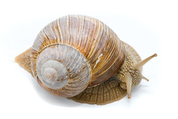 Helix pomatia. Big Roman snail on a white background. - Fotografie, Obrázek