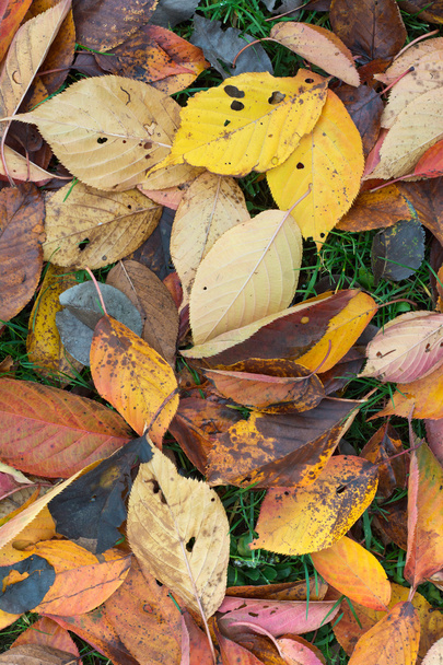 το φθινόπωρο τα πολύχρωμα φύλλα - Φωτογραφία, εικόνα