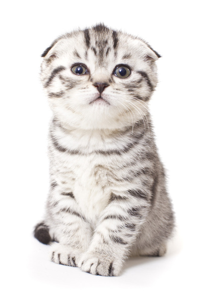 Kitten - Fotó, kép