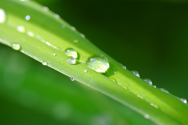 Dew on the grass - Foto, imagen