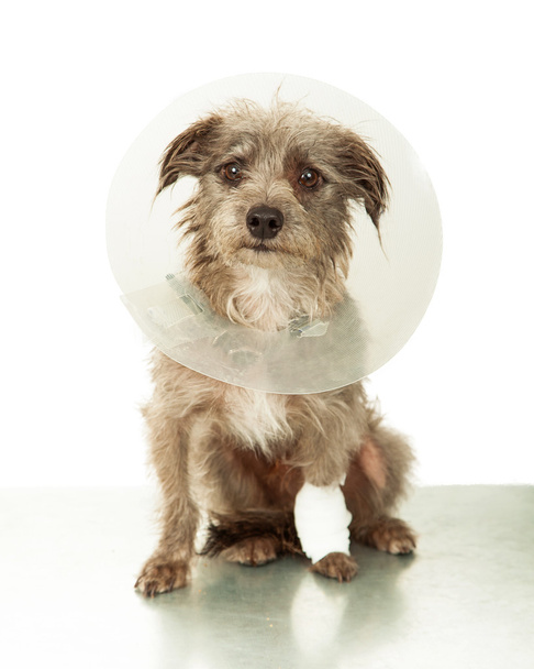 Cão pequeno ferido vestindo cone
 - Foto, Imagem