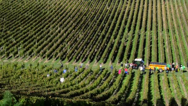 Grape pickers harvesting grapes in Bordeaux vineyards - Séquence, vidéo