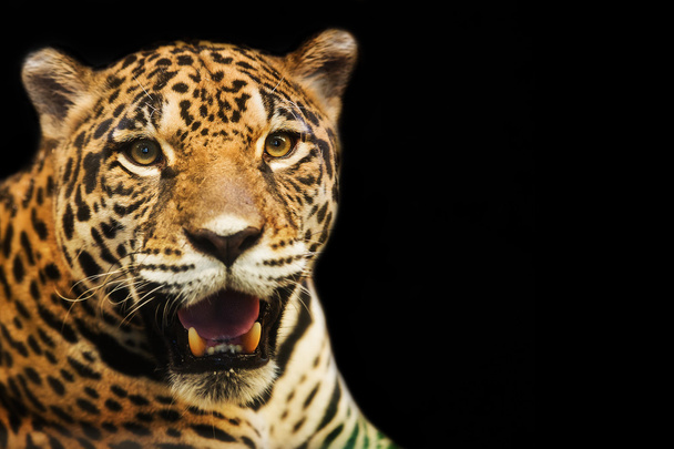 Close up portrait of leopard with intense eyes - Photo, Image