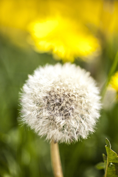 A blowball full of wishes - Photo, Image