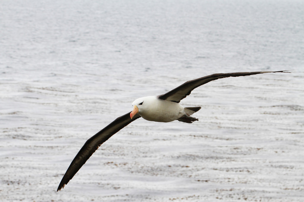 czarny białobrewy Albatros - Zdjęcie, obraz